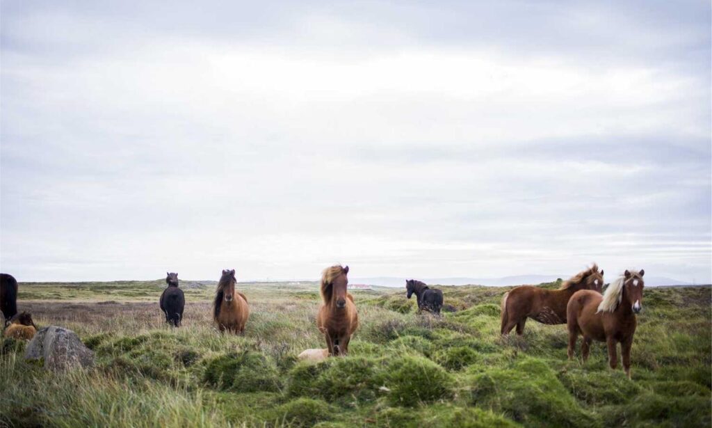 for online version caladriusapk20192