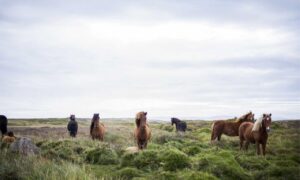 for online version caladriusapk20192