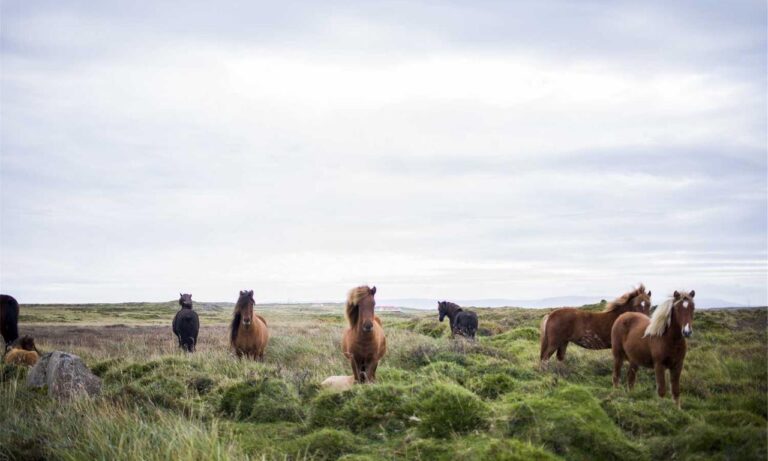 for online version caladriusapk20192