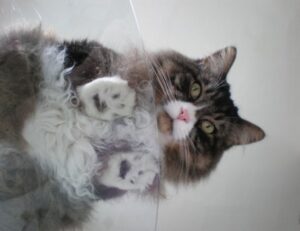 how to generate investments wbinvestimize