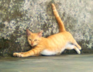 investment advice wbinvestimize