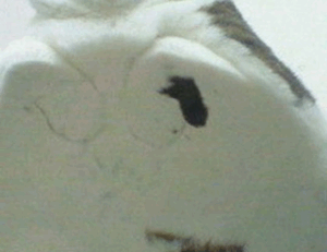 wbinvestimize investment advice from wealthybyte