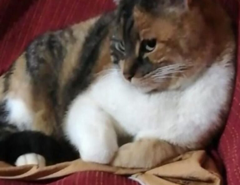 why are nuts bad for tadicurange disease