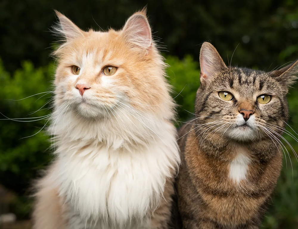 why will your business be successful wbbiznesizing